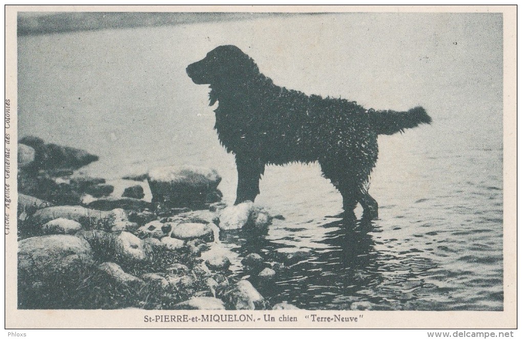 St-Pierre-et-Miquelon/Un Chien "Terre-Neuve"/ Réf:C4581 - Saint-Pierre-et-Miquelon