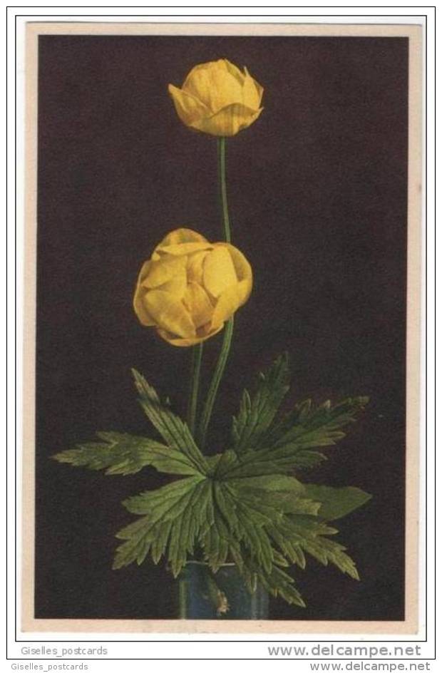 Thor E. Gyger Alpine Flower Series - Buttercup - Other & Unclassified