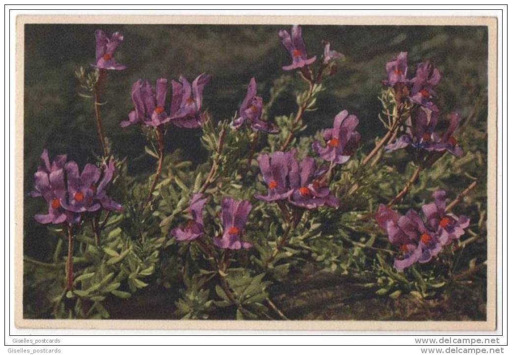 Thor E. Gyger Alpine Flower Series - Alpen Leinkraut - Other & Unclassified