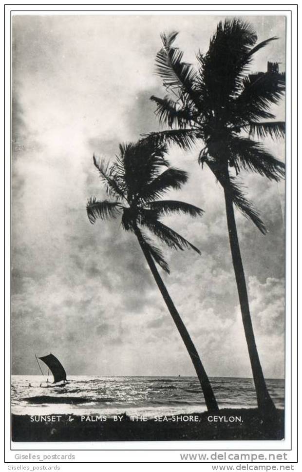 Ceylon (Sri Lanka) - Sunset &amp; Palms By The Sea Shore - Sri Lanka (Ceylon)