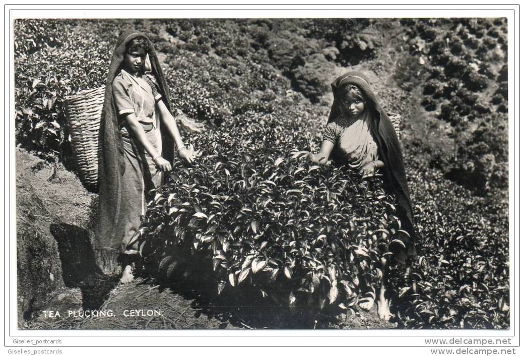 Ceylon (Sri Lanka) - Tea Plucking - Sri Lanka (Ceylon)