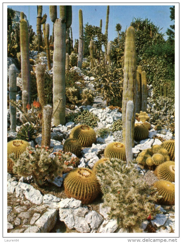 (ORL 345) France - Cactus In Eze - Cactus