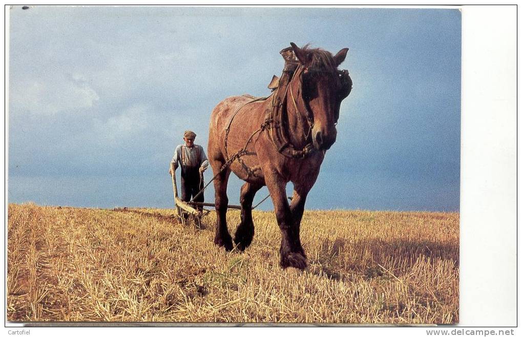 GELDENAKEN-JODOIGNE-LE LABOUREUR ENRAI SON CHAMP-1970-EST. DU BRABANT WALLON-CARTE VIERGE-VOYEZ 2 SCANS - Geldenaken