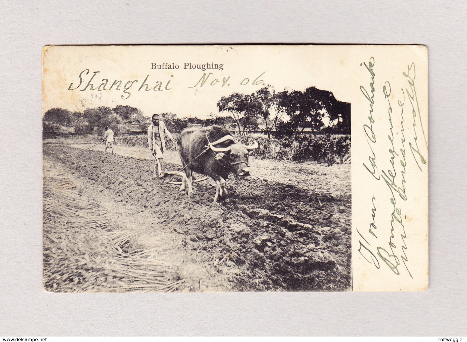 AK CHINA Buffalo Ploughing SCHANGHAI 1906 Nach La Chaux De Fonds - Chine