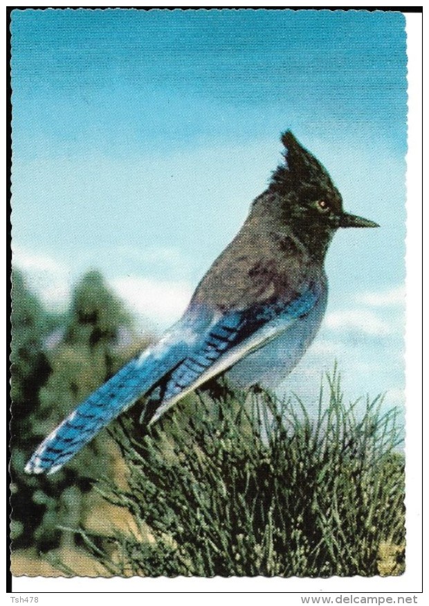 CALIFORNIA---YOSEMITE NATIONAL PARK--Steller Jay  (bluejay)---voir 2 Scans - Yosemite