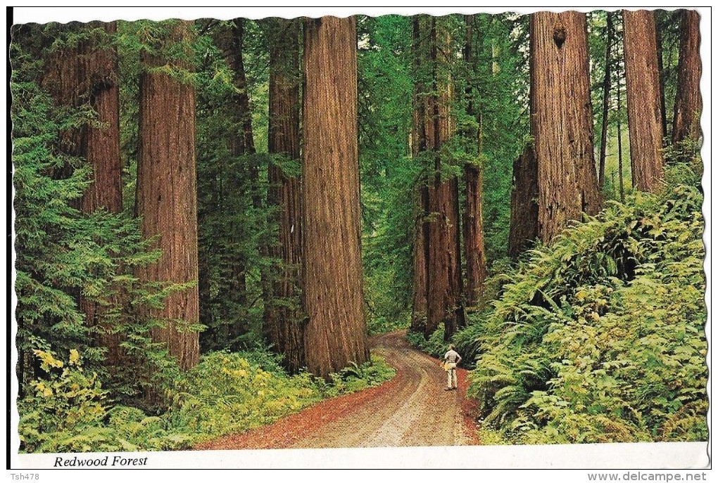 CALIFORNIA---the Redwood Highway---voir 2 Scans - Yosemite