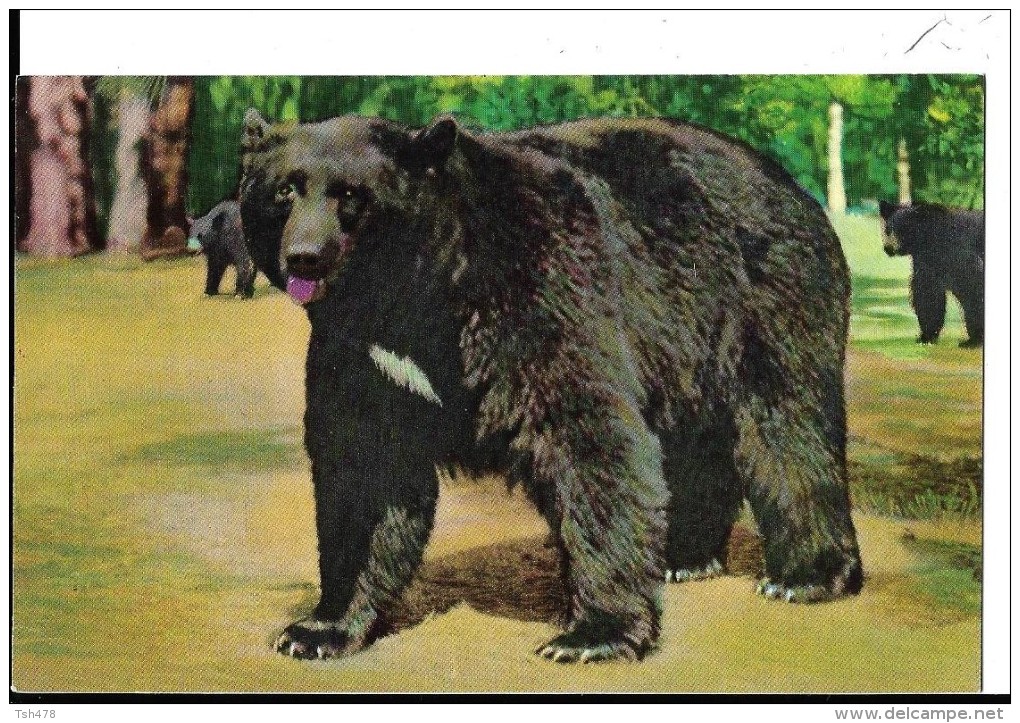 CALIFORNIA---BEAR IN YOSEMITE NATIONAL PARK---Brown Or Black Bear Are......---voir 2 Scans - Yosemite