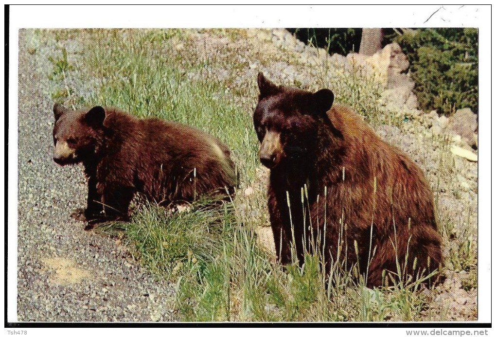 CALIFORNIA--- YOSEMITE  Region--american  Black Bear --voir 2 Scans - Yosemite