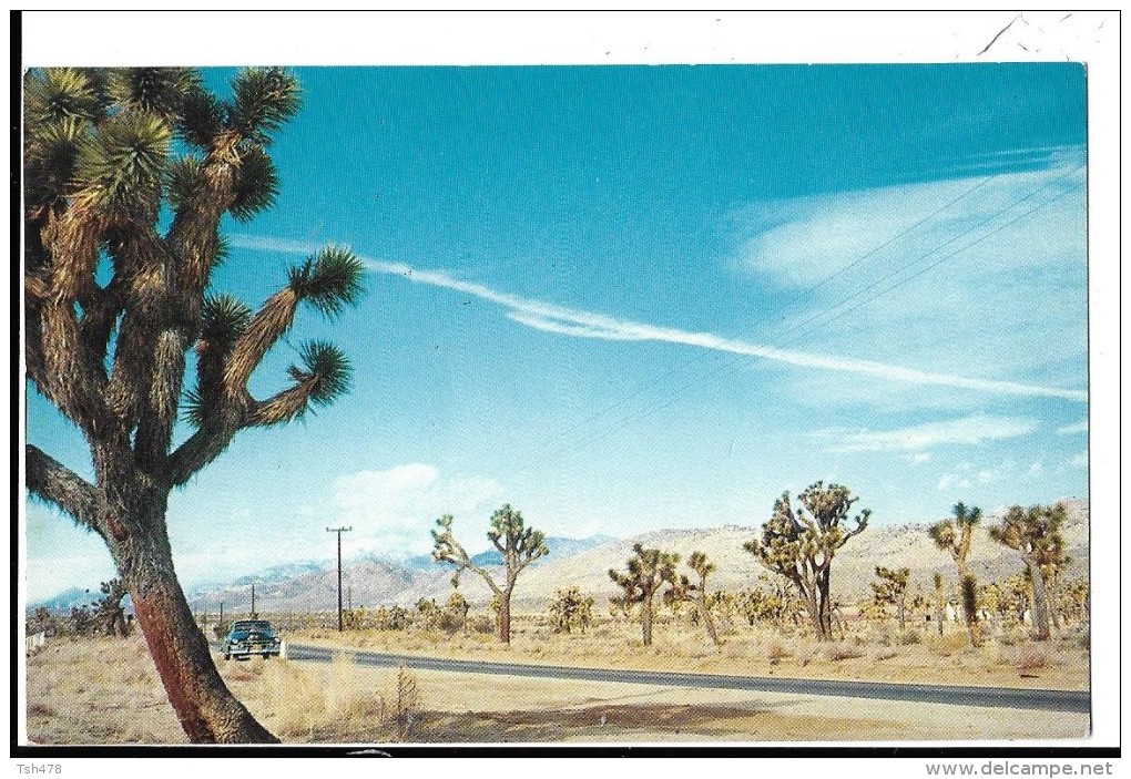 CALIFORNIA--- JOSHUA TREE FOREST--voir 2 Scans - Autres & Non Classés