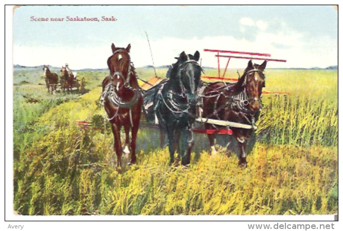 Scene Near Saskatoon, Saskatchewan  Cutting The Grain   Three Horse Hitch - Cultures