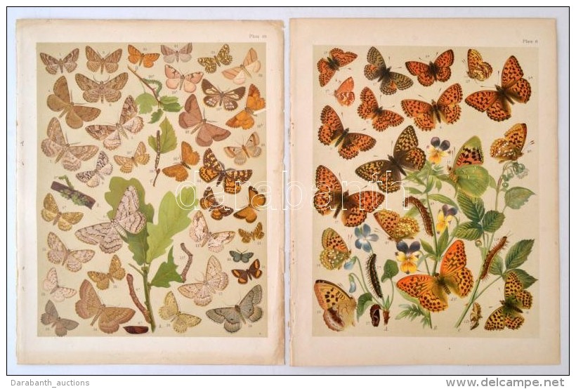 Cca 1910 Lepkék 6 Db Litho Tábla / Butterflies 6 Litho Tables 22x26 Cm - Estampas & Grabados