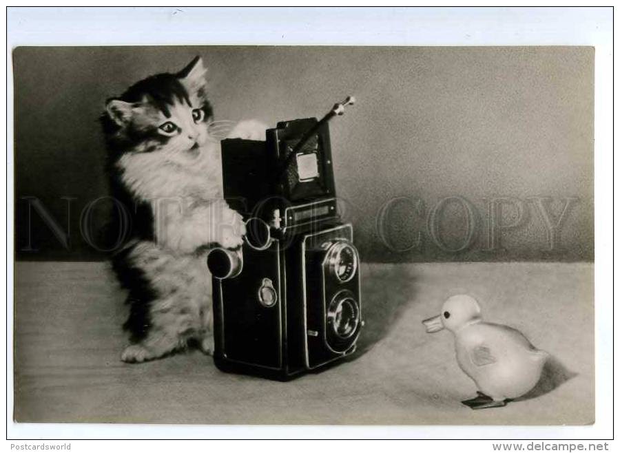 214670 RUSSIA Kitten With Camera Photo By Erofeev Old Photo - Cats