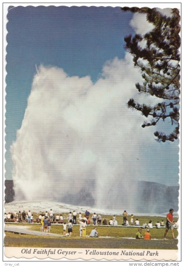 Old Faithful Geyser, Yellowstone National Park, Unused Postcard [18894] - Yellowstone