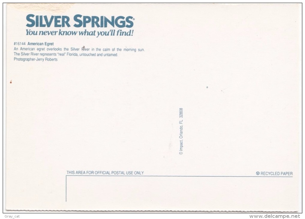 An American Egret, The Silver River, Silver Springs, Florida, Unused Postcard [18916] - Silver Springs