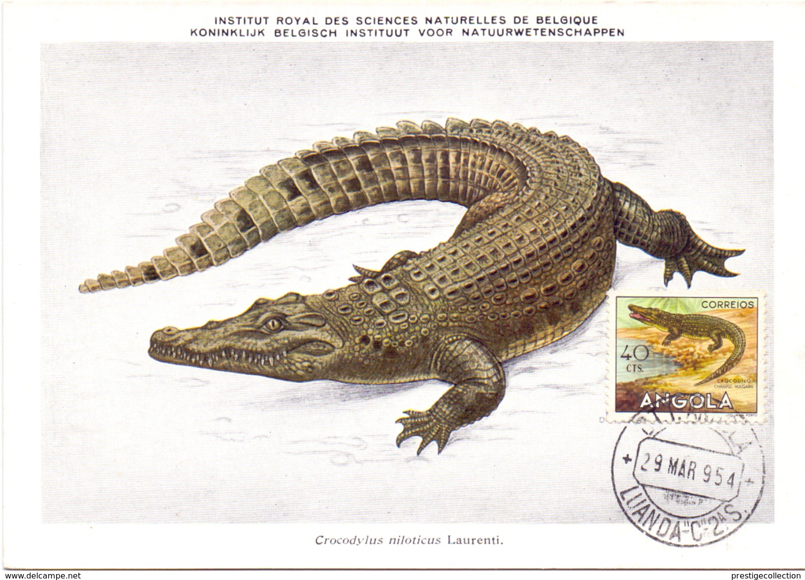 ANGOLA MAXIMUN POST CARD  LUANDA CROCODILE 1954   (SET160038) - Angola