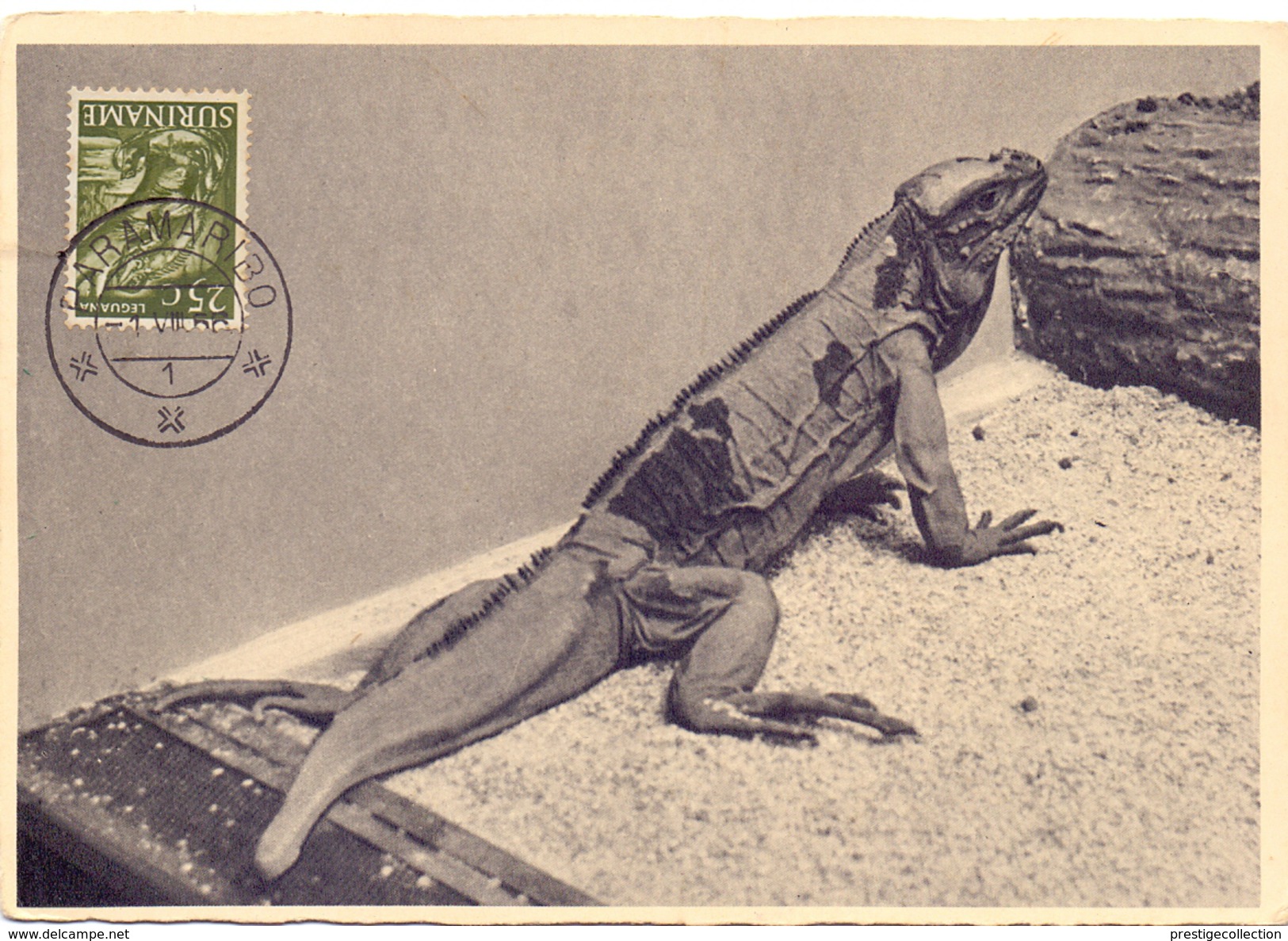 SURINAME PARAMARIBO 1956  POST CARD (SET160058) - Suriname