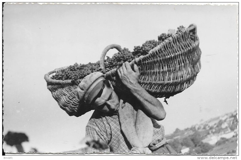 Carte-photo : Vins De Bourgogne ROPITEAU Frères MEURSAULT (photo Studio Collin Tannay Nièvre) - Meursault