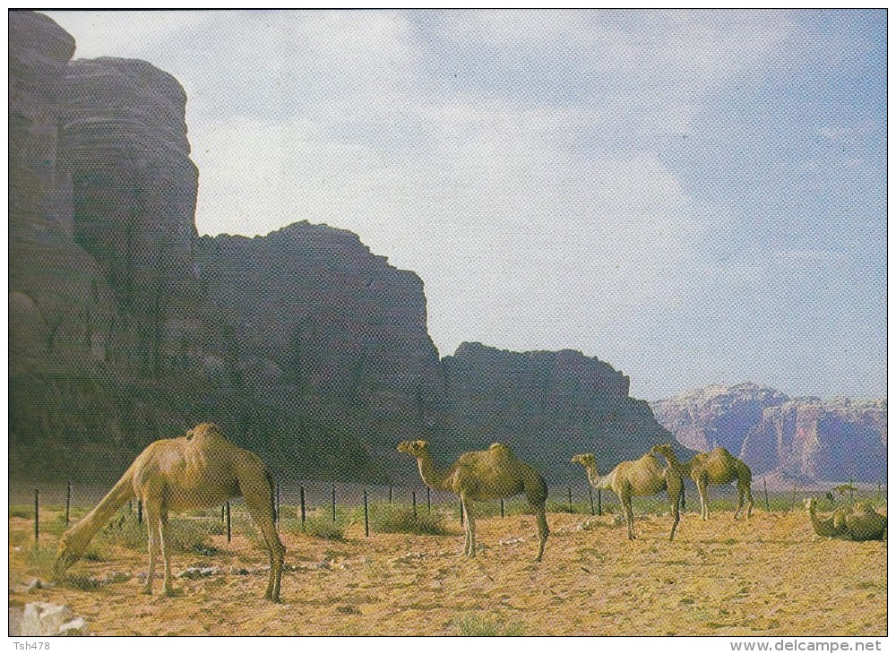 ISRAEL--CAMELS IN THE DEAD SEA AREA DES DROMADAIRES AU DISTRICT DE LA MER MORTE--voir  2 Scans - Israel