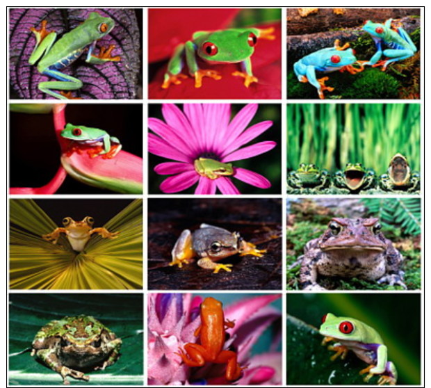 12 Postcards Of Frog Frogs, Postkarte Carte Postale - Autres & Non Classés