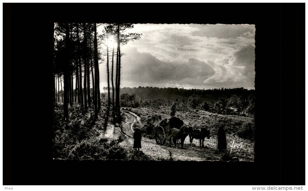 CHEVAUX - ATTELAGE CHEVAUX - LANDES - Cavalli