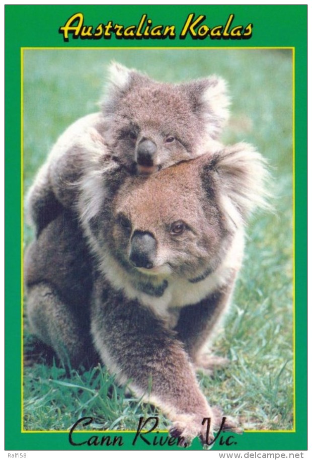 1 AK Australien * Koala Mit Jungtier Bei Der Stadt Cann River In Victoria - Autres & Non Classés