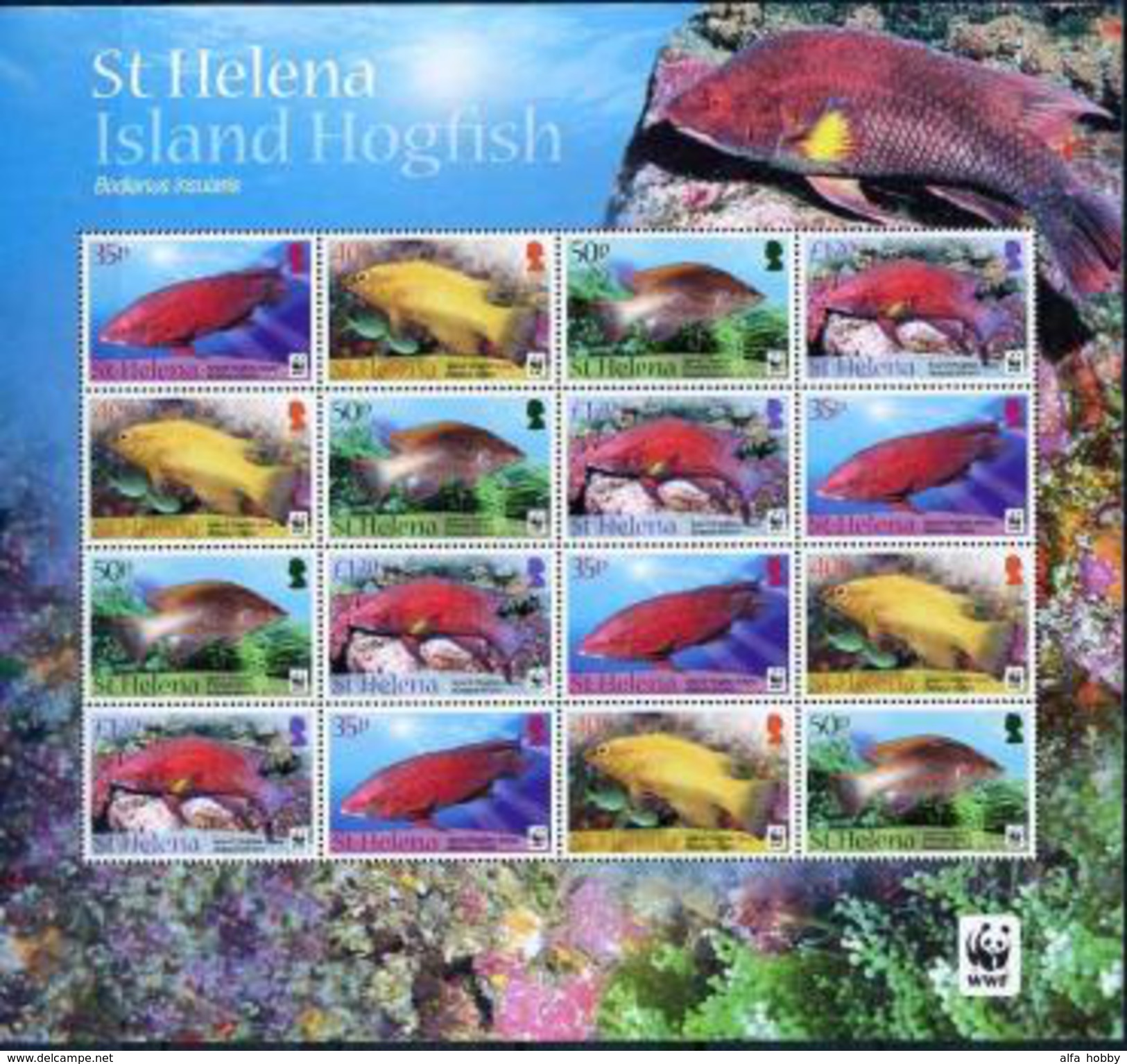 St.Helena, WWF, Island Hogfish, 2012, Sheet 4x4 - Unused Stamps