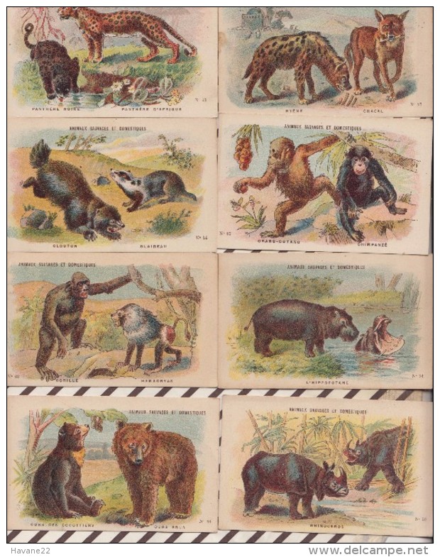 6AI3623 CHROMO NATHAN Lot De 13 Fiches ANIMAUX 2 SCANS - Animaux