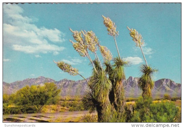 Cactus Spanish Bayonet Or Desert Yucca - Cactus