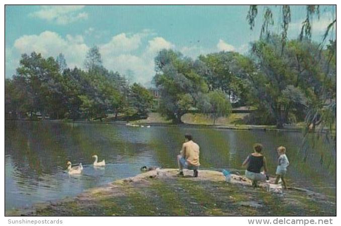 Maryland Hagerstown Feeding Swans &amp;  Ducks City Park Lake - Hagerstown