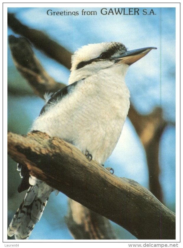 (246) Australia - Kookaburra Bird - Oiseaux