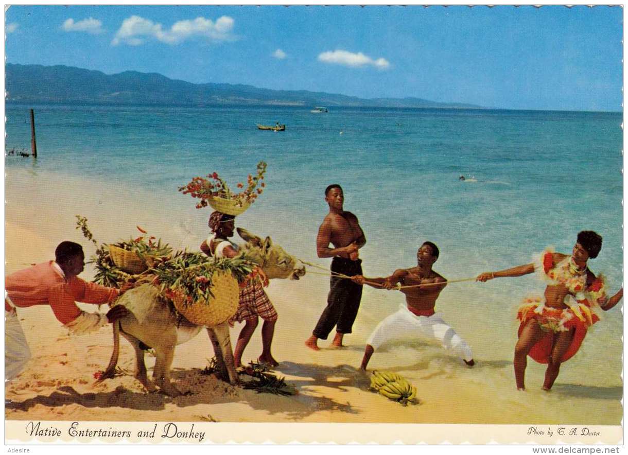 JAMAIKA - Native Entertainers And Donkey - Jamaica