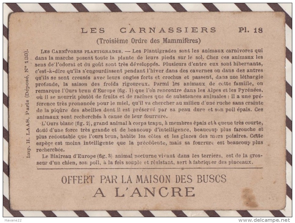 6AI3667 CHROMO MAISON DES BUSCS A L'ANCRE  PL21 LES  CARNIVORES PLANTIGRADES OURS BRUN OURS BLANC BLAIREAU   2 SCANS - Géographie