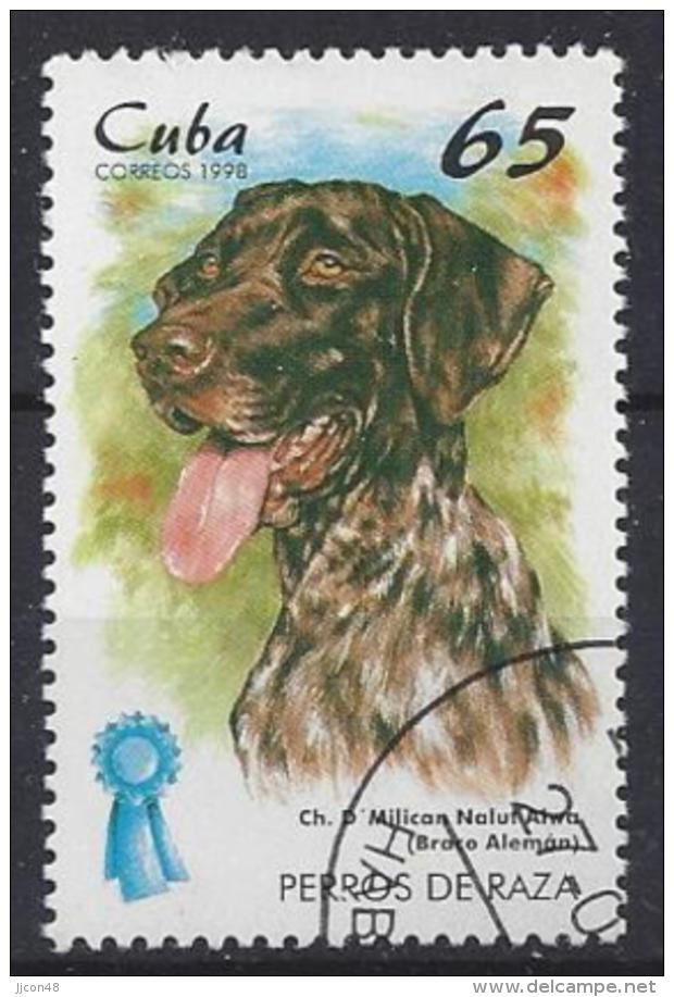 Cuba  1998  Champion Dogs (o) German Spaniel - Used Stamps