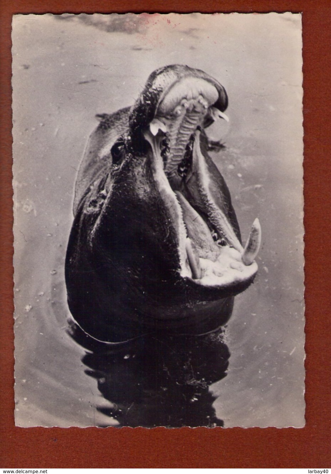 1 Cp Hippotame - Hippopotames