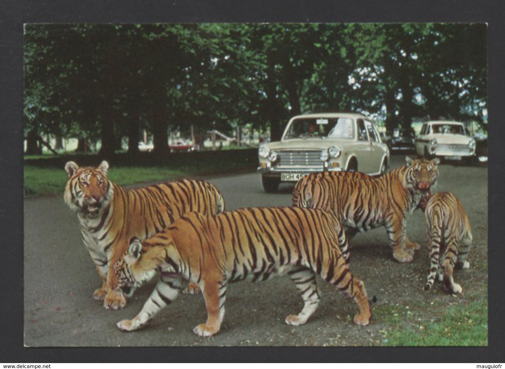 DF / ANIMAUX / SAFARI PARK DE WOBURN EN ANGLETERRE / TIGRES - Tigri