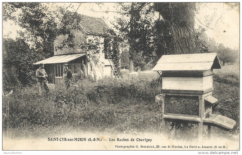 SAINT CYR SUR MORIN . RUCHES DE CHAVIGNY - Autres & Non Classés