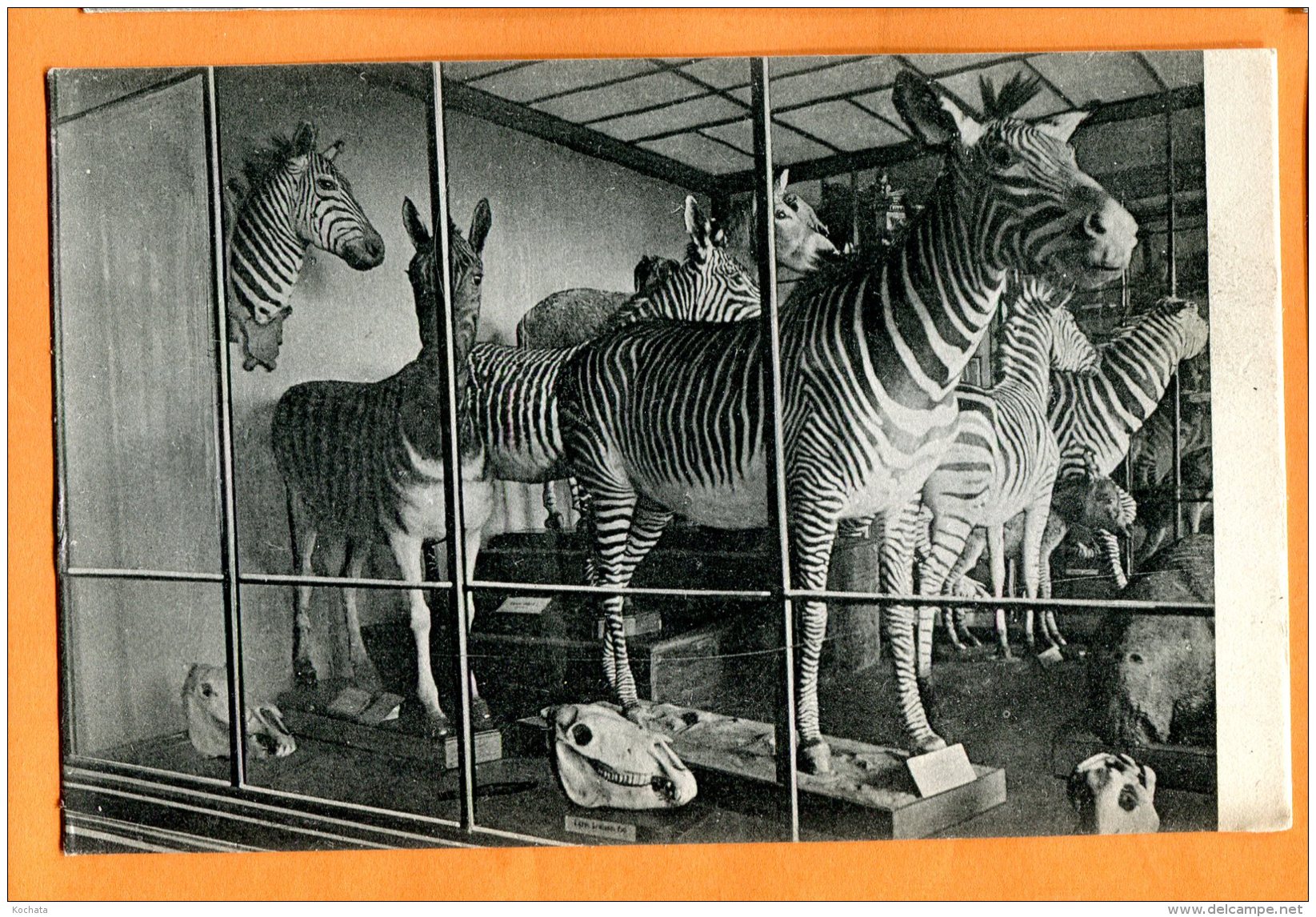 CAL1319, Zebra Gruppe, Zèbre Empaillé, Wien Naturhistorisches Staatsmuseum, No. 1923,  Non Circulée - Zebras