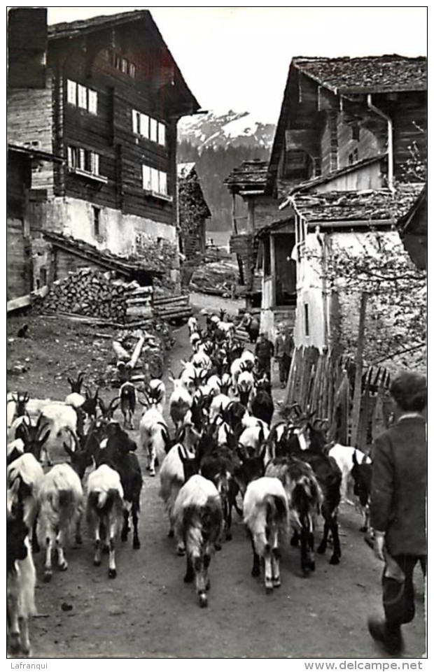 Suisse -ref C675- Depart Des Chevres - Chevre - Goat - Goats -auszug Der Ziegen   - Carte Bon Etat - - Zug