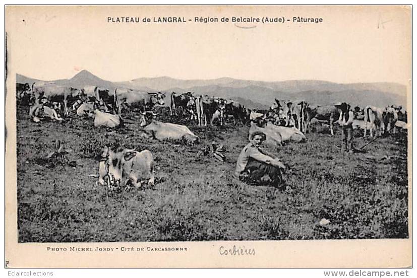 Belcaire      11    Plateau De Langral.   Vaches Au Pâturage - Autres & Non Classés