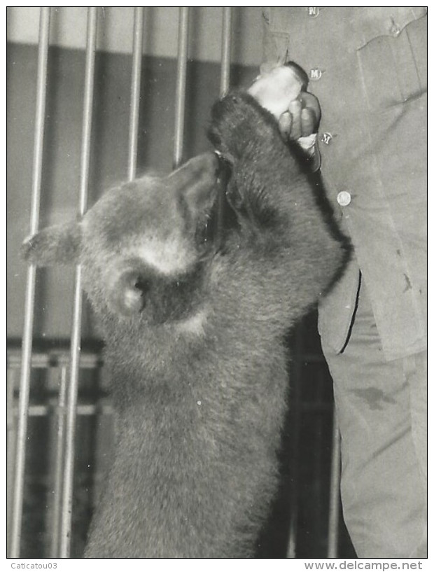 TRÈS RARE - Gardien Du Zoo De Vincennes Donnant Le Biberon à Un Ourson - Début AnnéeS 40 - Photo 13x18 Argentique - Autres & Non Classés