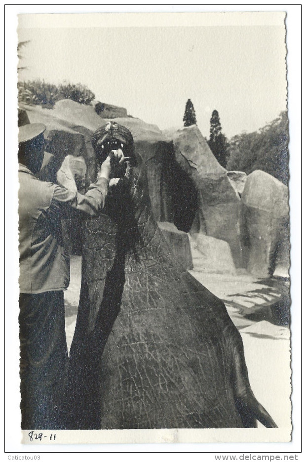 TRÈS RARE - Gardien Du Zoo De Vincennes Donne De La Nourriture à L'Éléphant De Mer - Début 1940 - Photo 11x18 Argentique - Autres & Non Classés