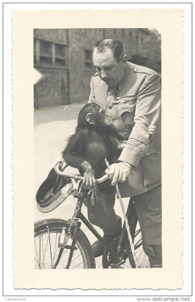 TRÈ RARE - Le Gardien Du Zoo De Vincennes Promène Un Singe Sur Le Guidon Du Vélo - Début 1940 - Photo 9x14,5 Argentique - Autres & Non Classés