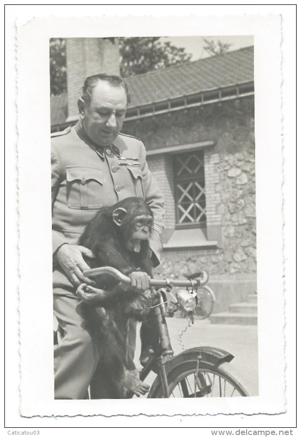 TRÈS RARE - Le Gardien Du Zoo De Vincennes Promène Un Singe Sur Le Guidon Du Vélo - Début 1940 - Photo 9x14,5 Argentique - Autres & Non Classés