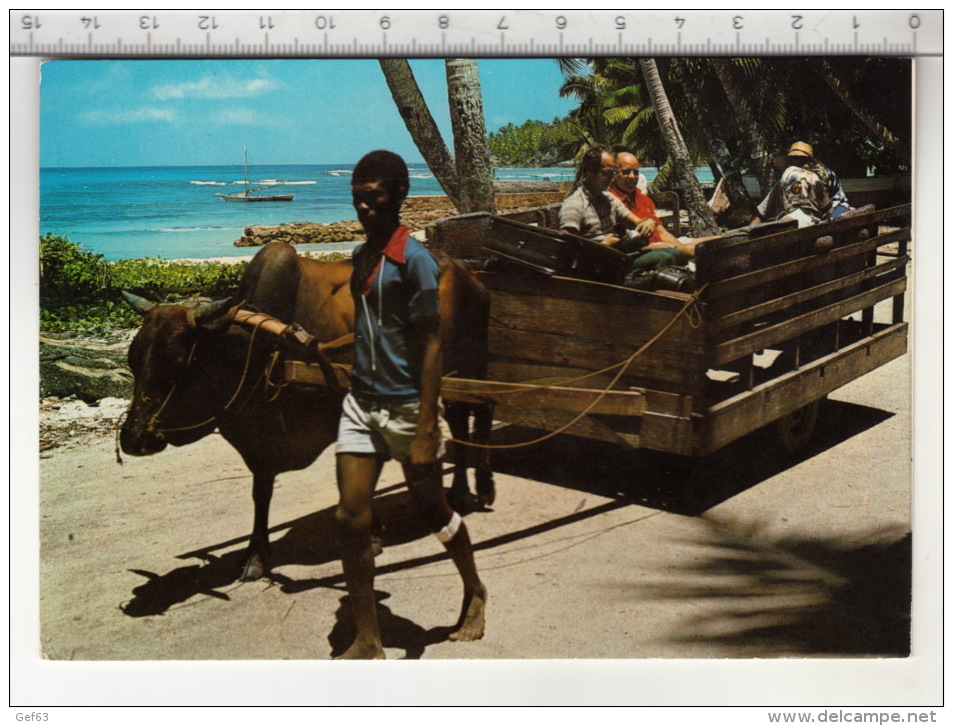 Ox Cart - La Digue, Seychelles - Seychelles