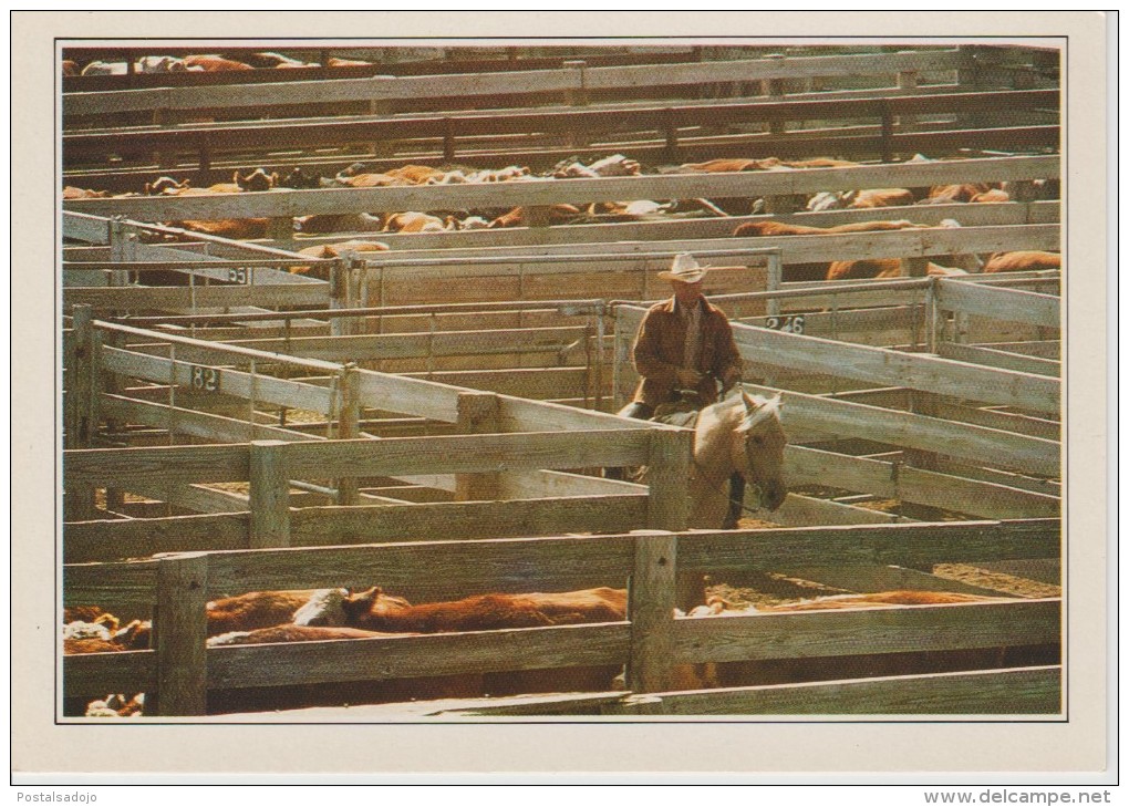 (EUA285) AMARILLO. CATTLE IN THE CORRAL. TROUPEAU AU CORRAL - Amarillo