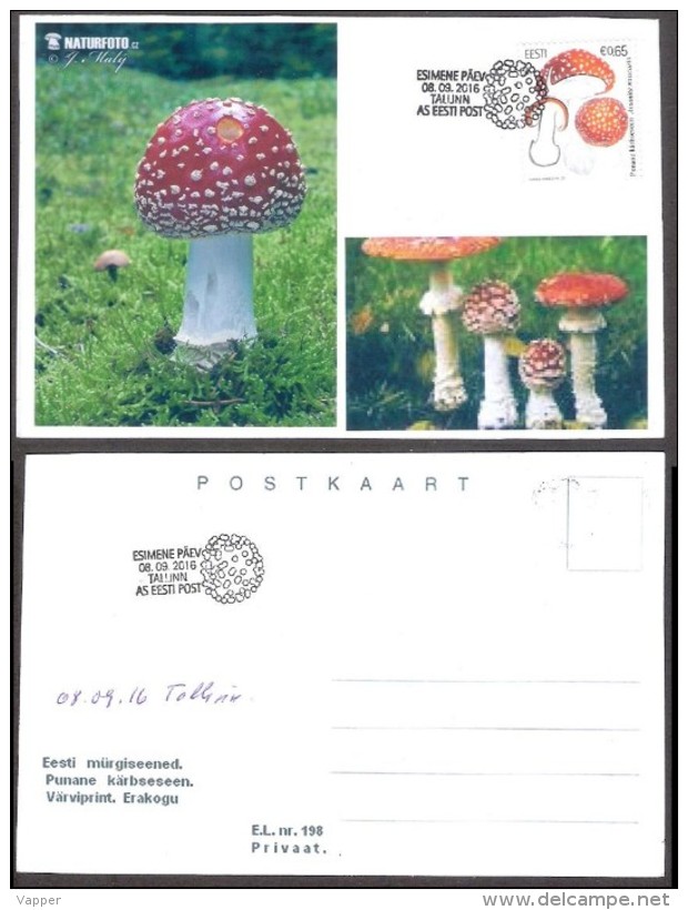 Estonian Mushrooms - Fly Agaric 2016 Estonia Stamp Private Maxicard RARE - Champignons