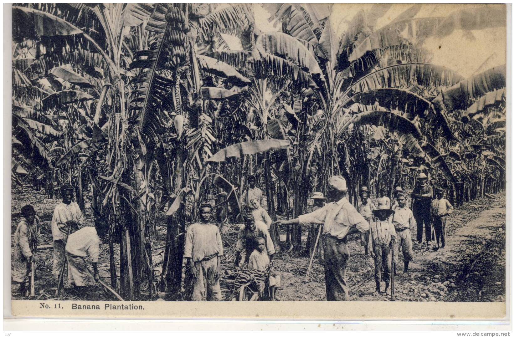 JAMAICA - BRITISH WEST INDIES 1900s, Duperly PC, Men &amp; Boys Working At Banana Plantation, Used 1909 - Jamaïque
