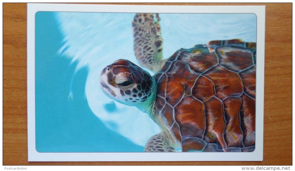 Baby Turtle - Printed In Russia ("Mslavin" Edition), 2014 - Schildkröten
