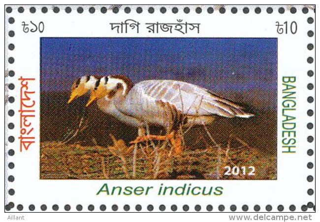 Bangladesh. 2013  Oie à Tête Barrée (Anser Indicus) - Gansos