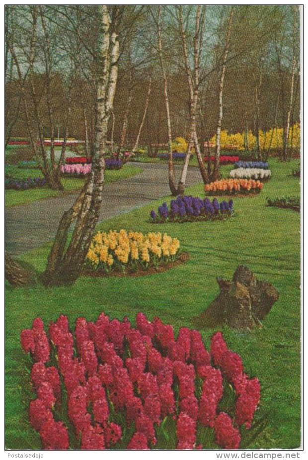 (NE143) LISSE. KEUKENHOF ... UNUSED - Lisse